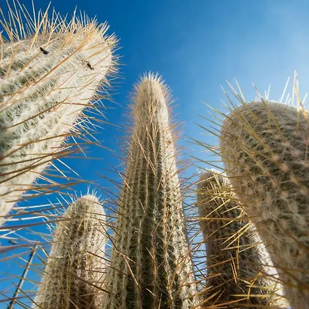 Capo Torre & Albisola Superiore